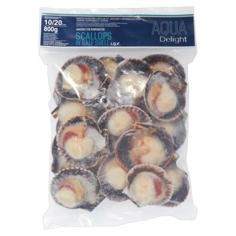 DEMI COQUILLES SAINT JACQUE CGL 扇贝