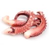 TENTACULE (鱿鱼须)
