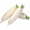RADIS BLANC 白萝卜