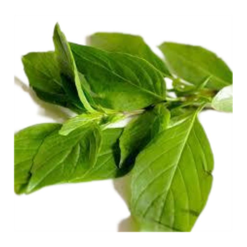 BASILIC 金不换