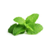 MENTHE 薄荷