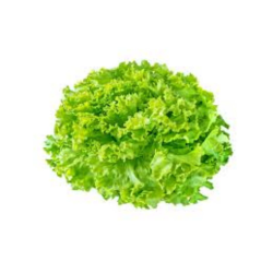 SALADES BATAVIA 沙拉菜 6P/CT