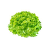 SALADES BATAVIA 沙拉菜 6P/CT