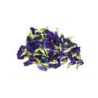 FLEUR DE POIS PAPILLON (蝶豆花)